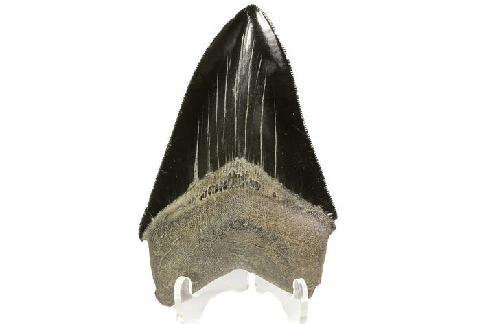 Black, Serrated, Fossil Megalodon Tooth - Georgia #74609